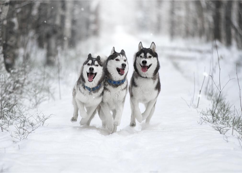 #21. Siberian husky